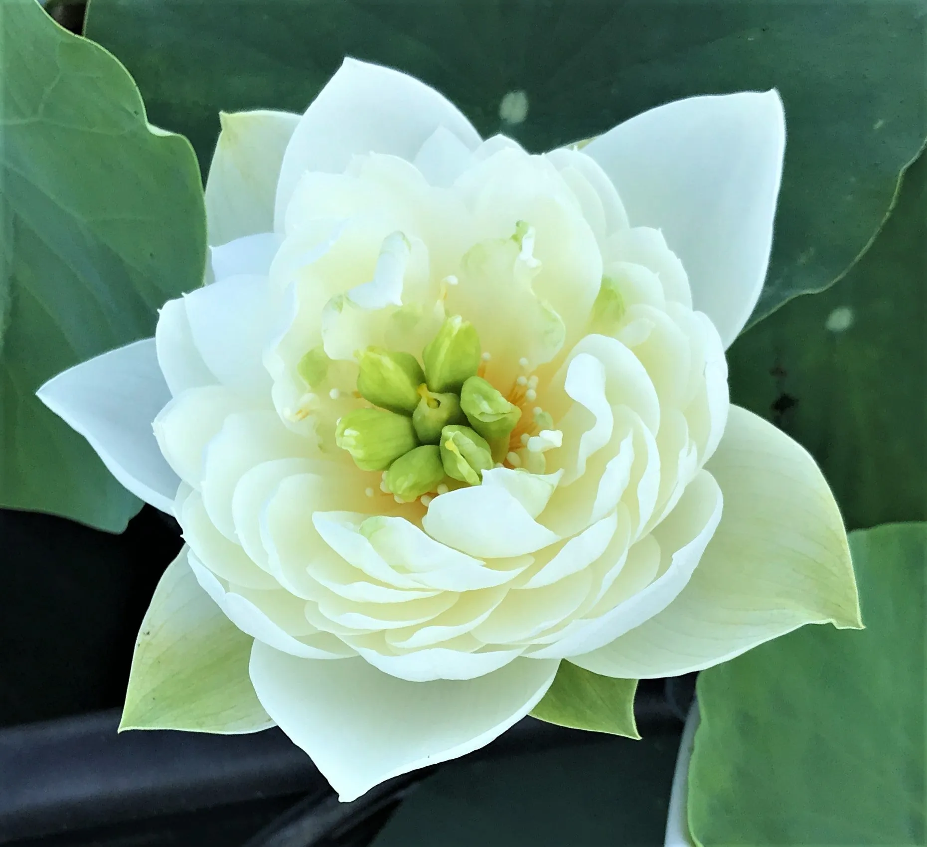 White Phoenix Lotus <br>  Exquisite White Blooms!